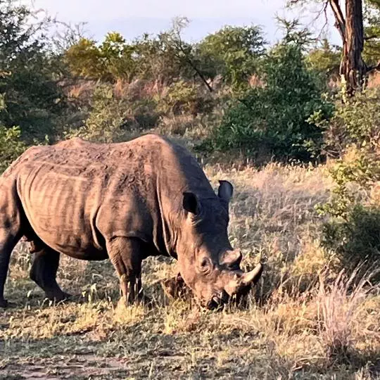 Nanan Travel-Big Five-Rhino