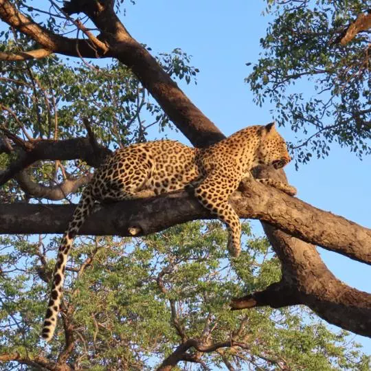 Nanan Travel-Big Five-Leopard Zambia - Giraffes