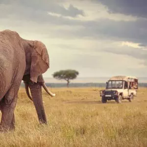 Nanan Travel-Kruger National Park-Safari