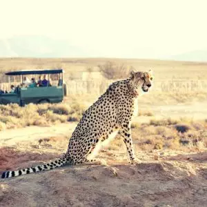 Kruger National Park Safari - Cheetah Sighting