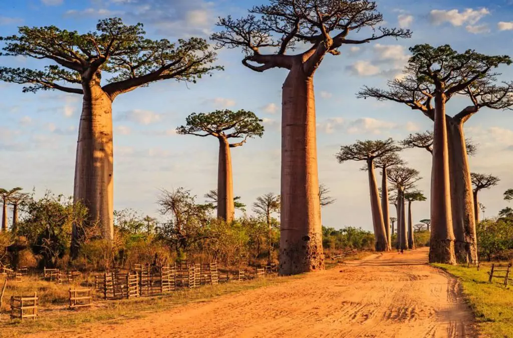 Madagascar