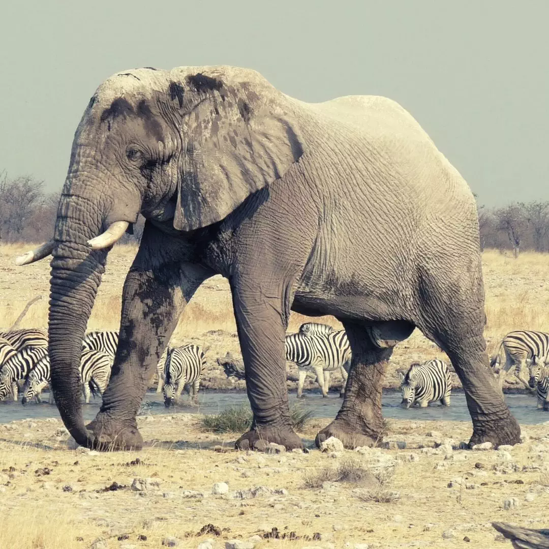 NANAN TRAVEL-ETOSHA-NAMIBIA