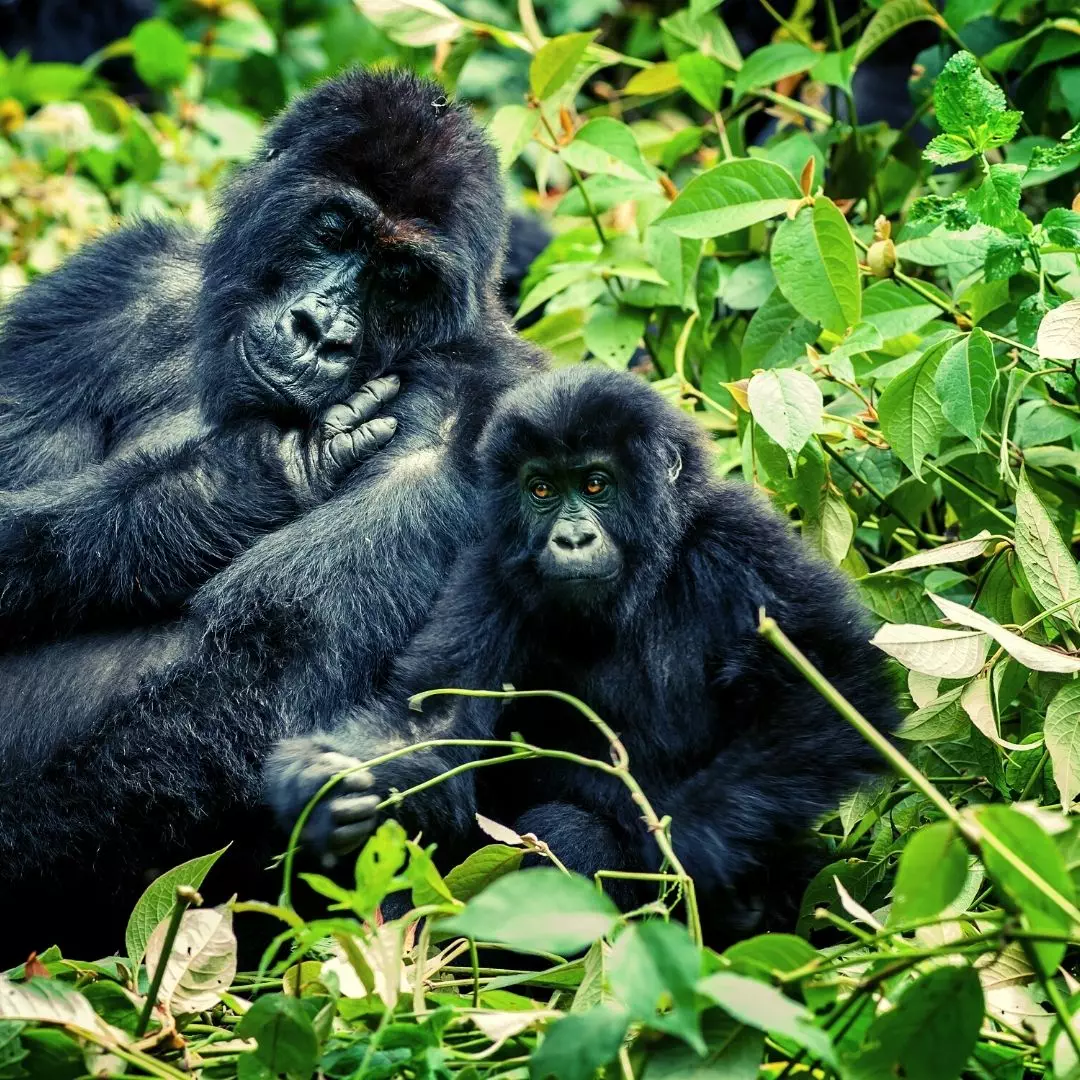 NANAN TRAVEL-RWANDA