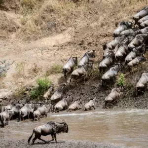 3-1-300x300 Kenya Migration.