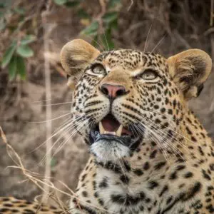 4-300x300 Leopardo.
