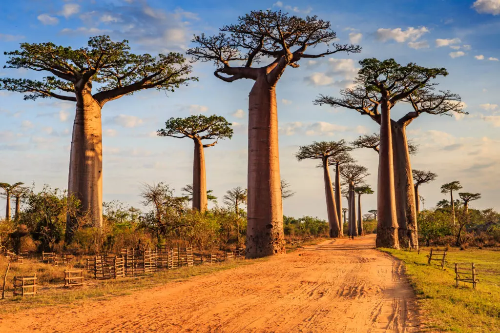 Beautiful Baobab trees at sunset at the avenue of the baobabs in Madagascar