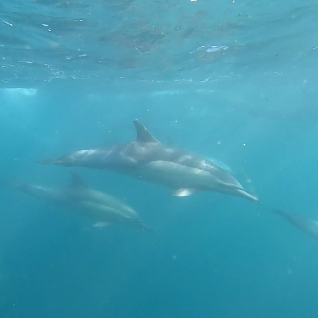 NANA TRAVEL - SARDINE RUN - 11