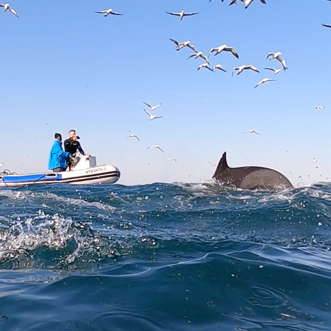 NANA TRAVEL - SARDINE RUN - 12