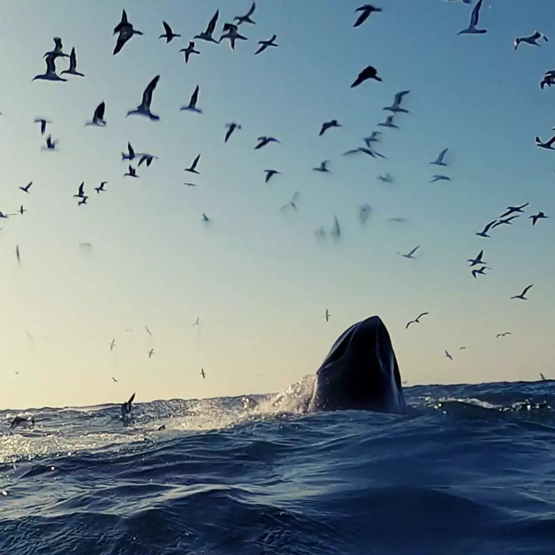 Nana Travel - Sardine Run-17
