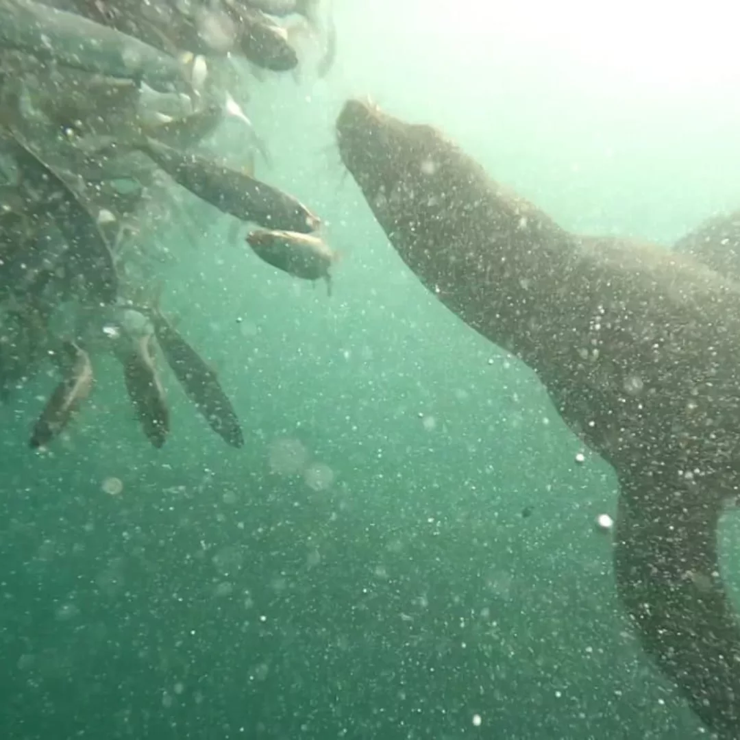 NANA TRAVEL - SARDINE RUN - 18