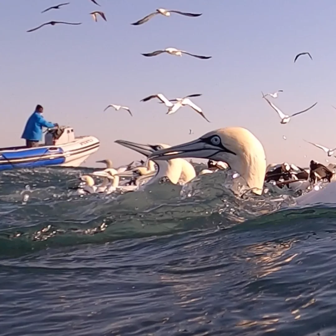 NANA TRAVEL - SARDINE RUN - 19