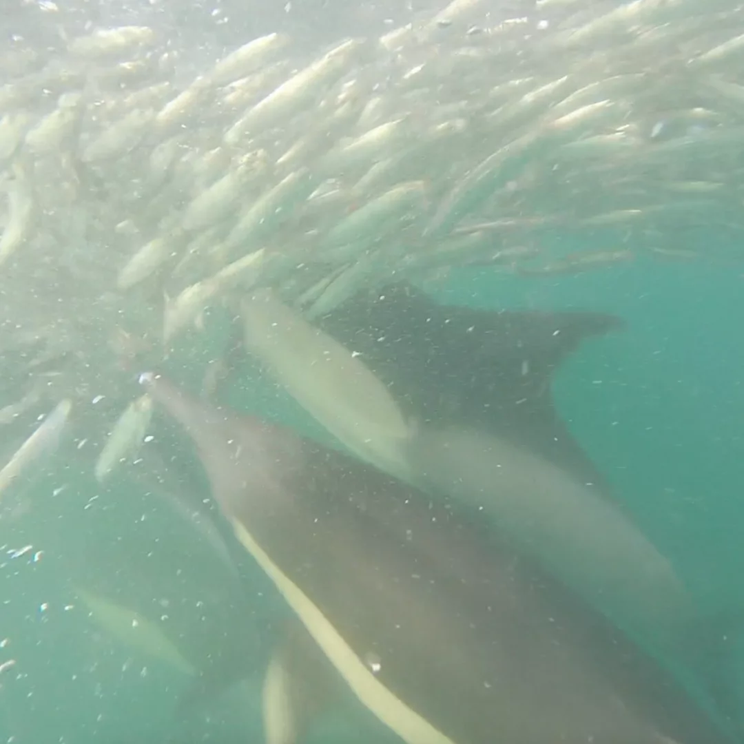 NANA TRAVEL - SARDINE RUN - 20