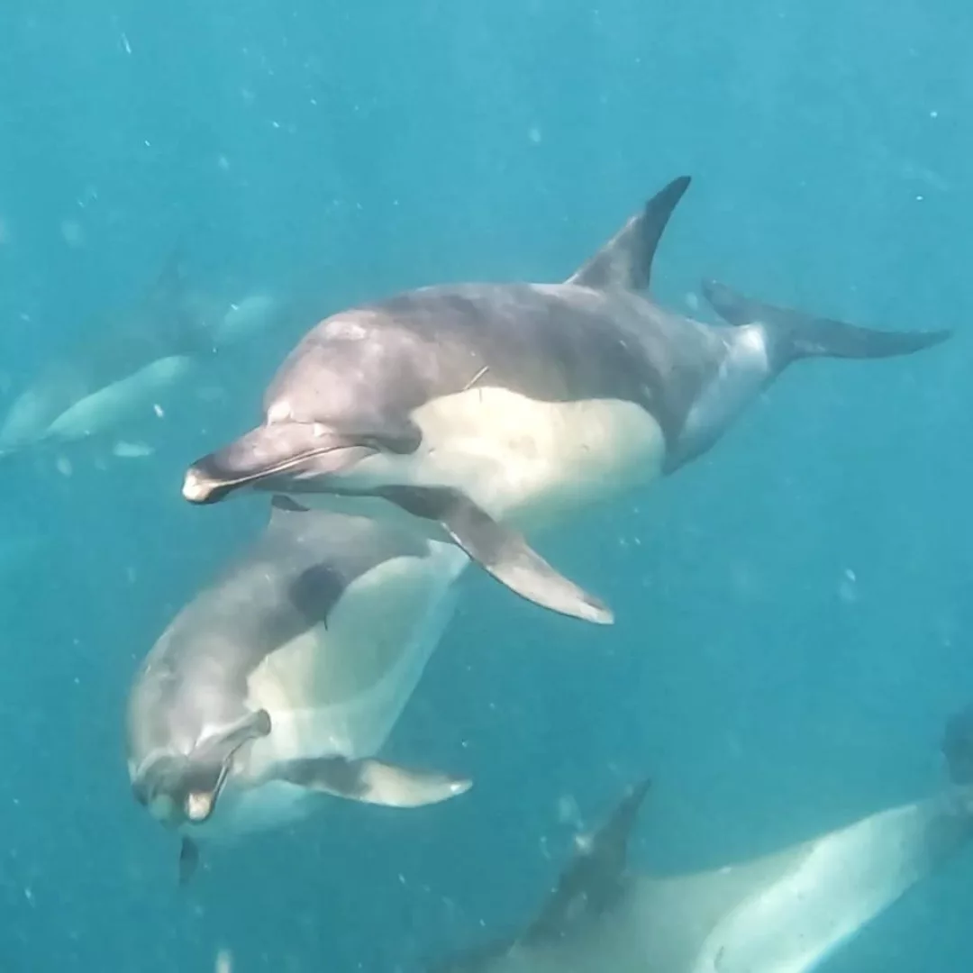 NANA TRAVEL - SARDINE RUN - 6
