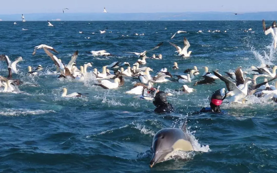 The Sardine Run