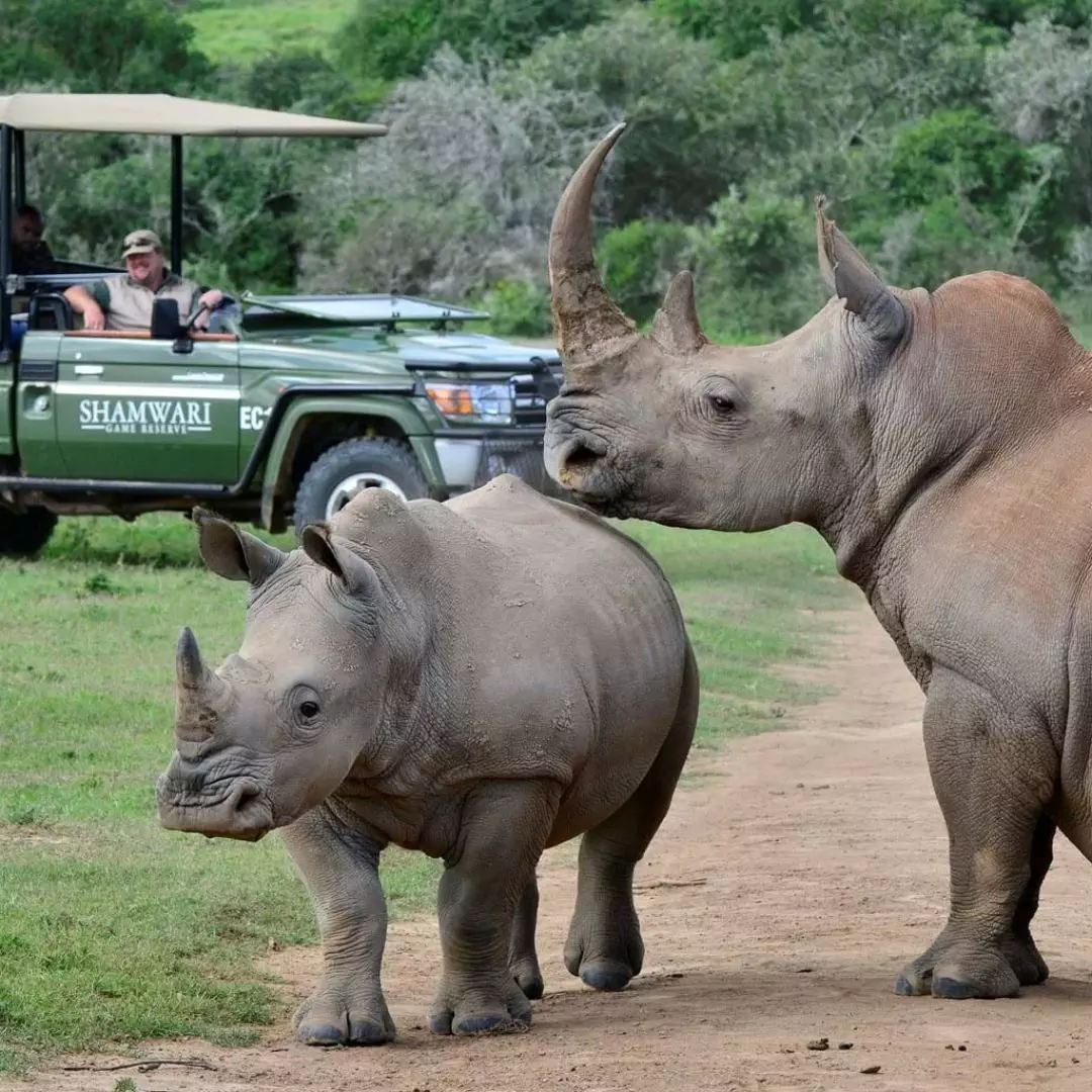Bayethe Shamwari-Rhino-big-five