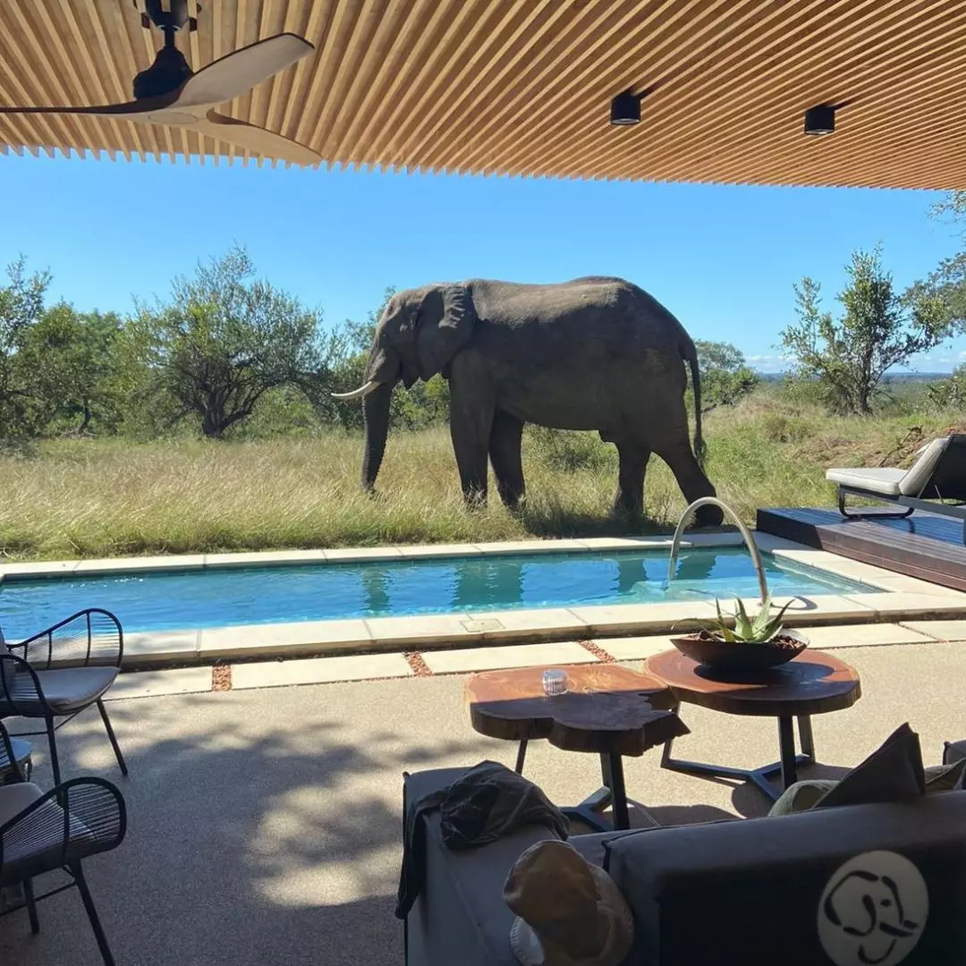 Earth Lodge-Elephant-Big-5 Zambia Safari Adventure Snack