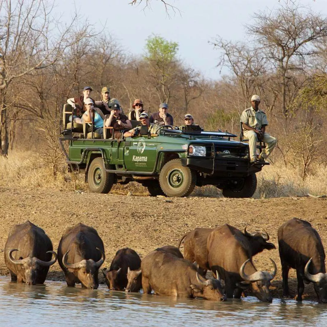 Karula Kapama-Lodge-buffalo-Safari-Big-5
