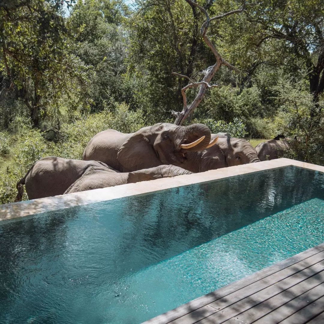 Royal Malewane-Private-Pool-elephant-big-five
