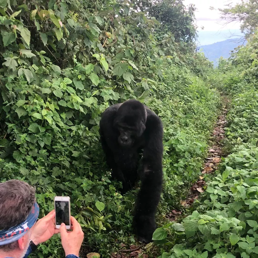 Nanan Travel Uganda Trip - gorillas approaching