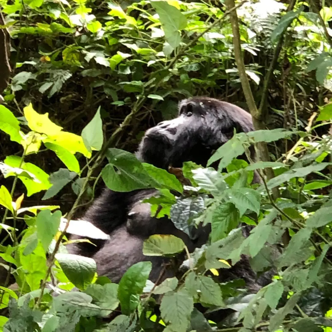 Nanan Travel Uganda Trip - Upclose gorillas