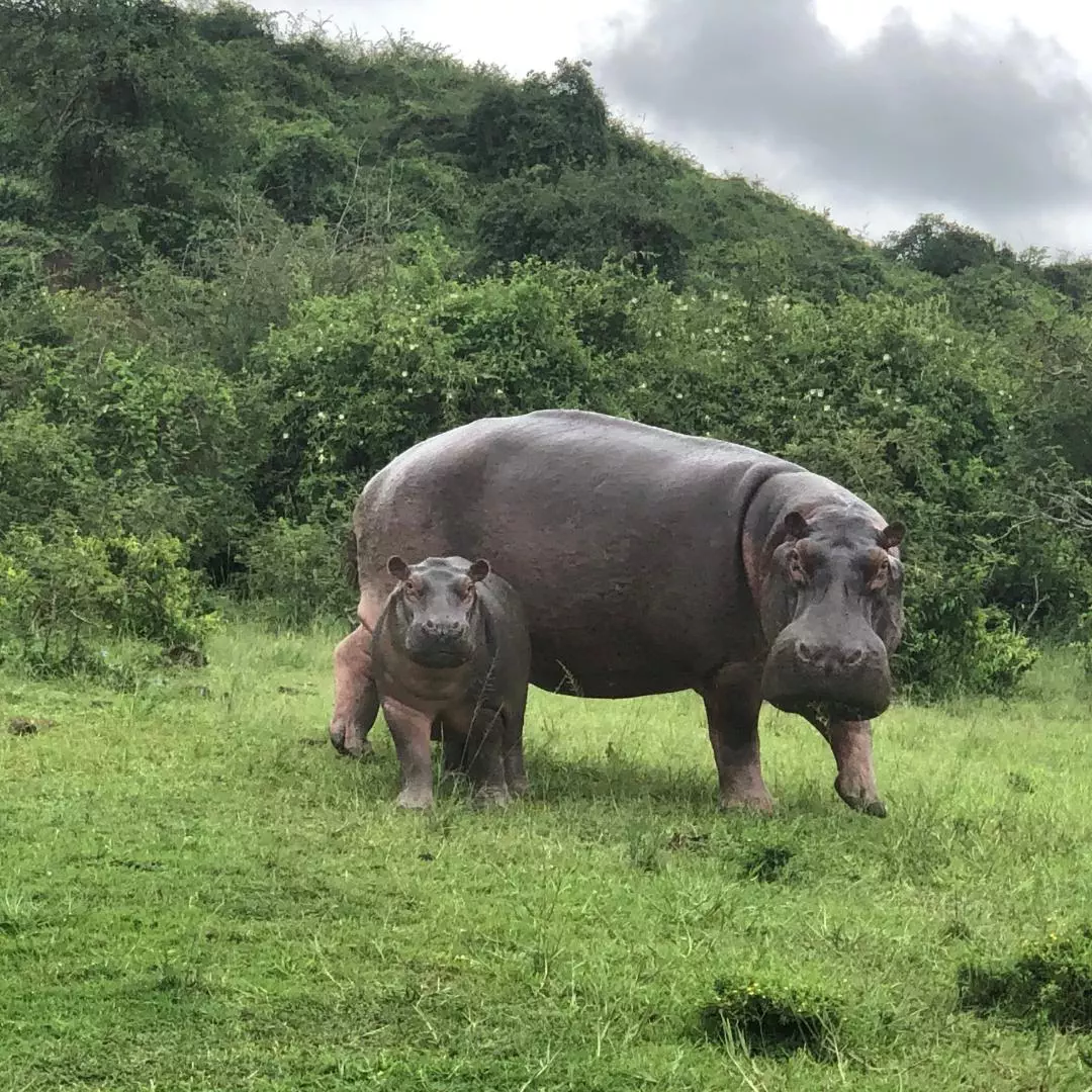 Nanan Travel Uganda Trip - Baby Hippo and Mom on the banks
