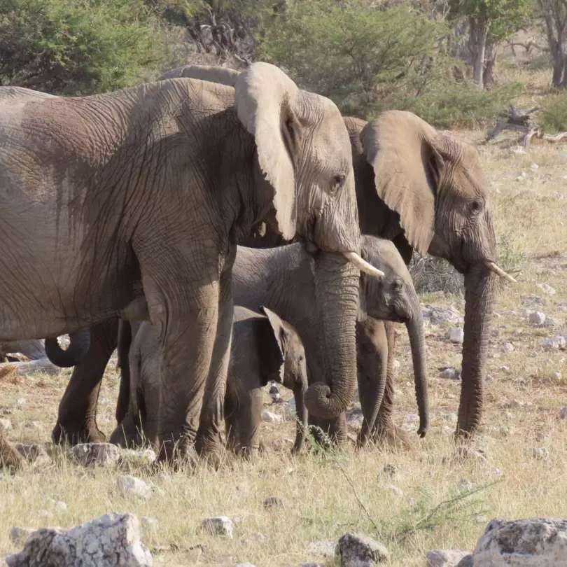 Namibia - Elephants