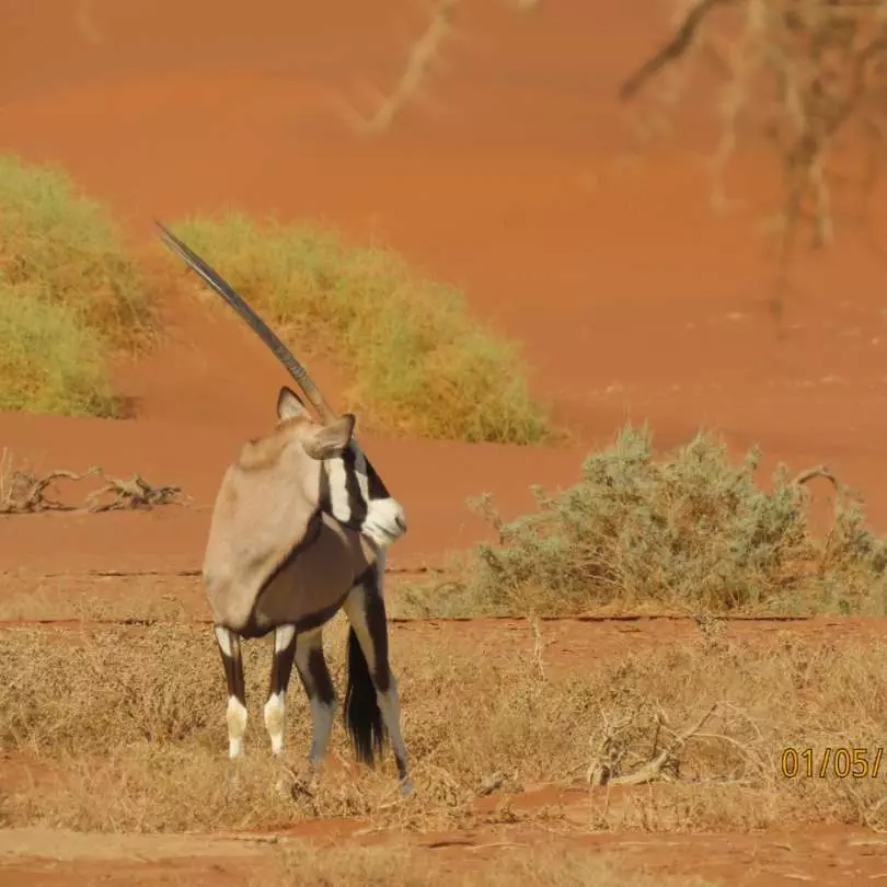Namibia - Gemsbok