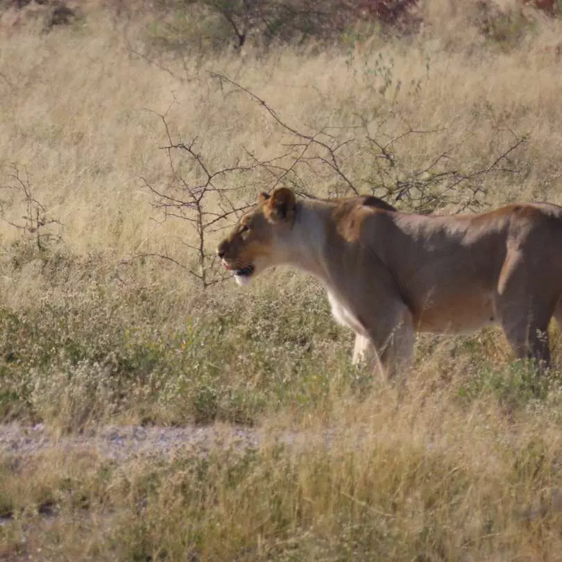 Namibia - Lioness