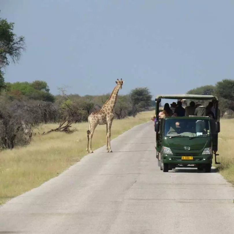 Namibia - Safari