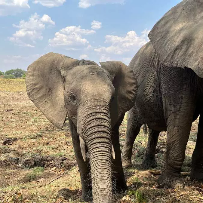 Zambia (12)