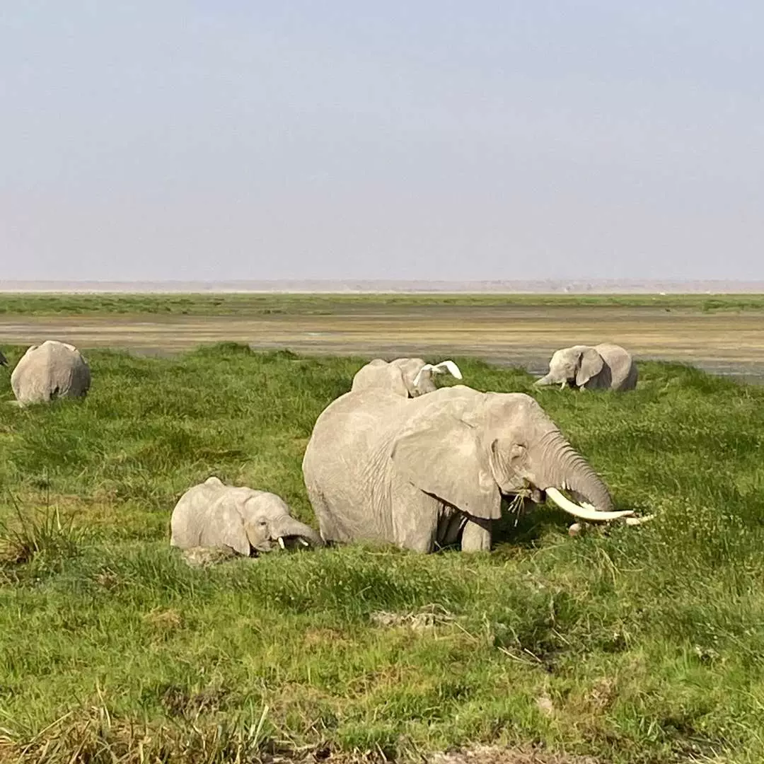 Kenya-Elephants Zambia - Victoria Falls - Devil's Pool