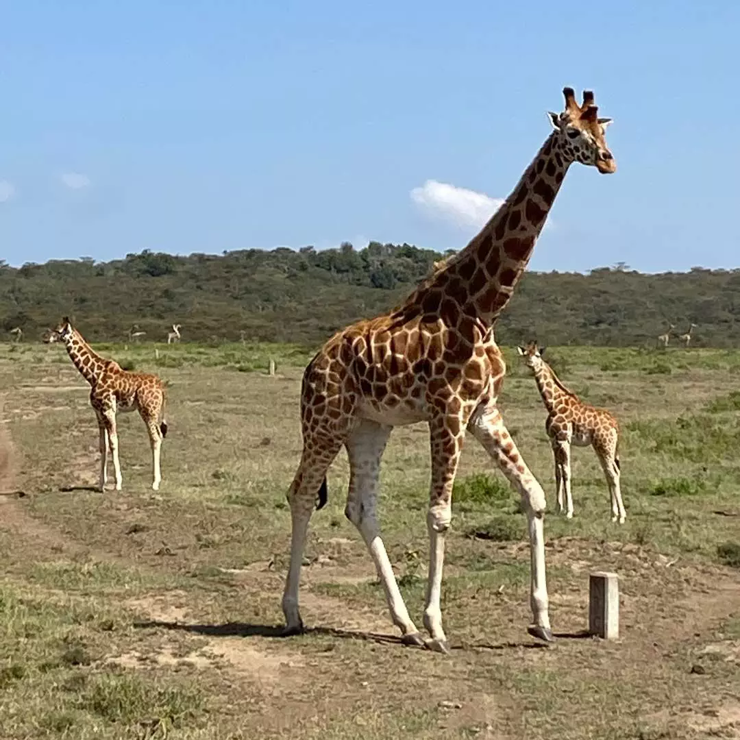 Giraffes in Kenya