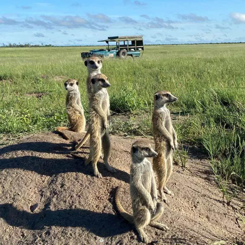 Meerkats on safari Zambia - Accommodation Zambia