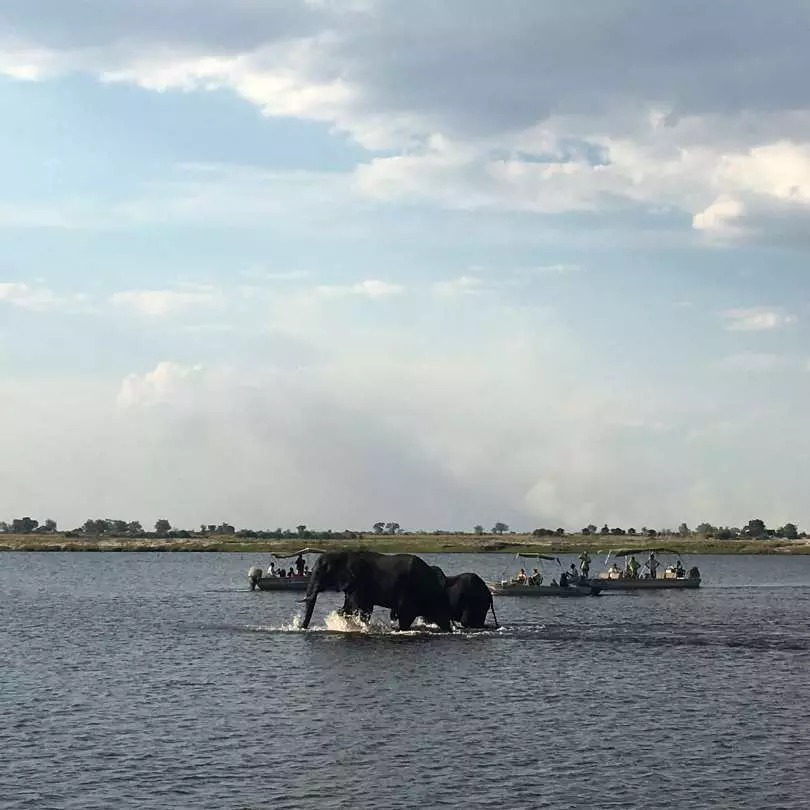 Elephants in the Okavango Botswana Zambia - Accommodation Zambia