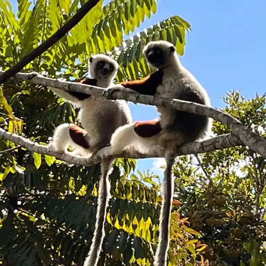 Exploring Madagascar with Nanan Travel - Lemurs in a tree Zambia - Restaurant