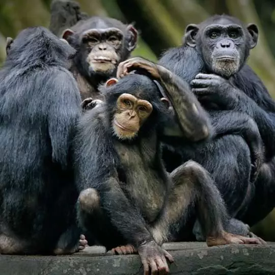 Exploring Rwanda with Nanan Travel- Chimpanzee Family Zambia Safari Adventure