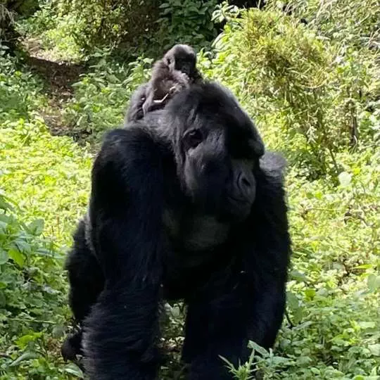 Exploring Zambia with Nanan Travel - Gorilla and baby Zambia Lunch Times