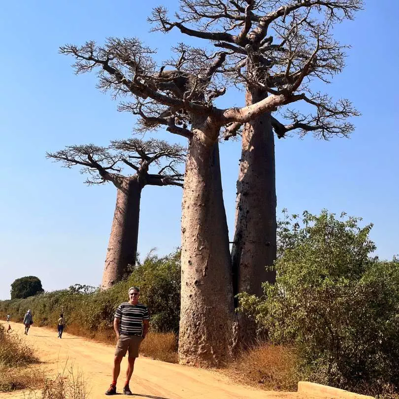 Madagascar Baobab Tree Zambia Lunch Times