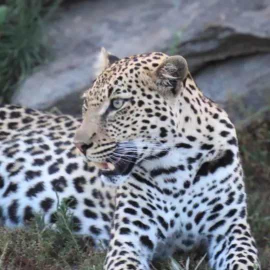 Leopard-South Luangwa National Park, Zambia Zambia - Accommodation Zambia
