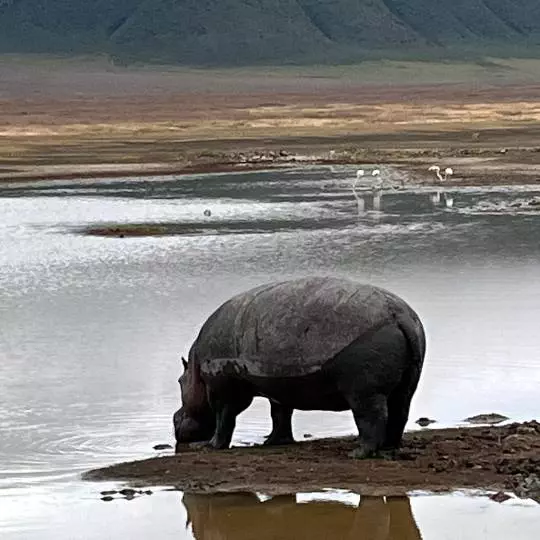 Hippo -Lake Tanganyika, Tanzania Zambia - Giraffes
