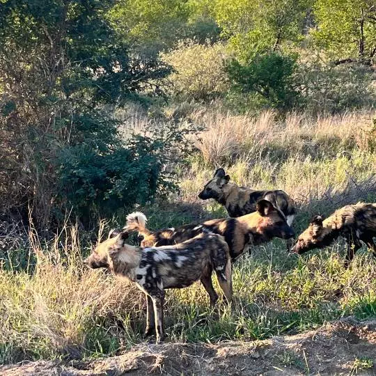 Wilddogs - Tsavo National Park, Kenya Zambia - Accommodation Zambia