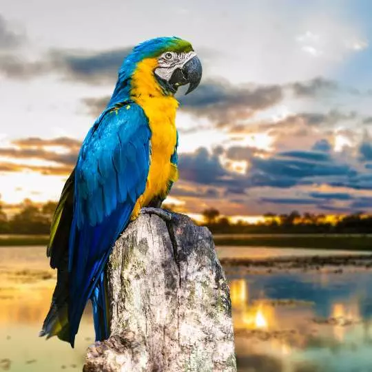 Exclusividad en la Naturaleza: Parrot Okovango Botsuana