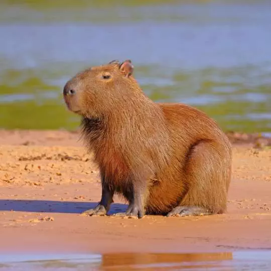 Exclusividad en la Naturaleza: Capybara Nanan Travel Botswana