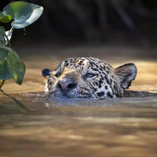 The Pantanal: Jaguar Zambia - Restaurant