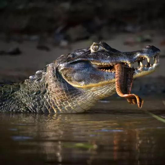 Ethical Luxury: Amazon River Wildlife Zambia - activities