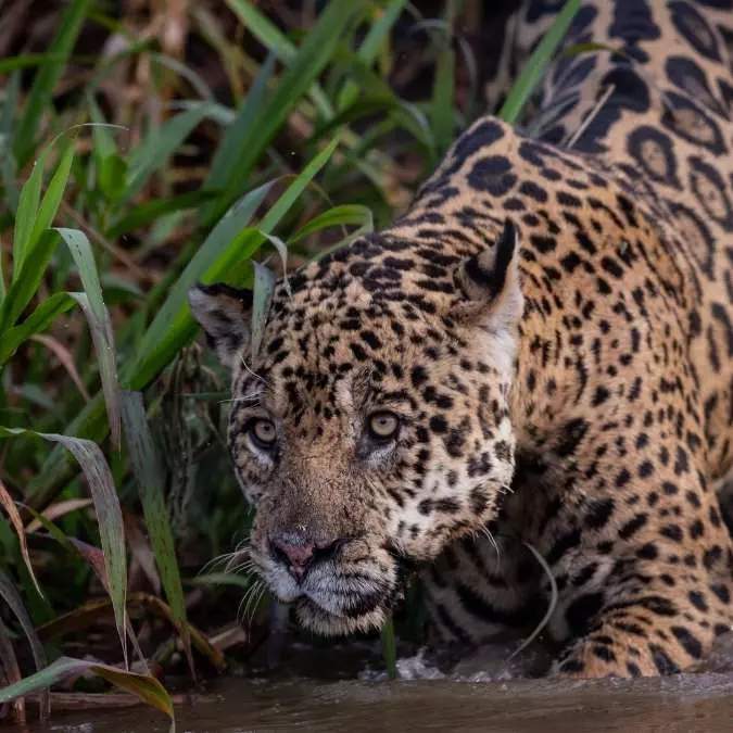 Stylish Safari in the Pantanal Zambia - Giraffes