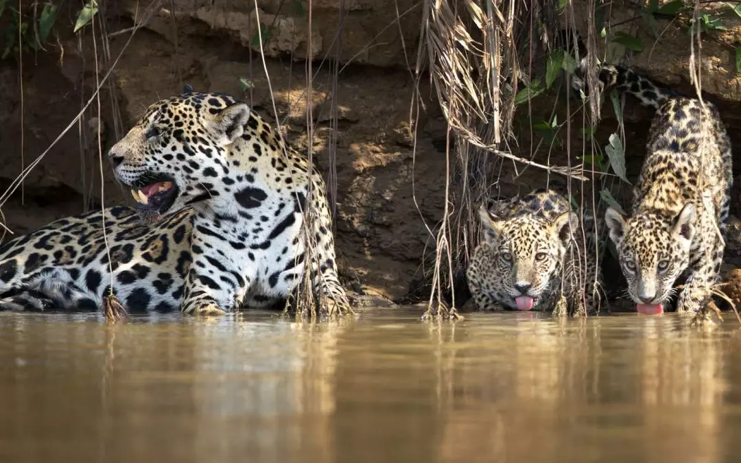 Exclusividad en la Naturaleza: Encuentros de Lujo con la Vida Silvestre en Brasil