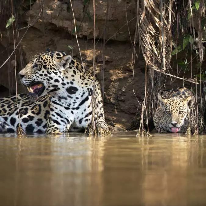 Amazonian Rainforest - Jaguar Zambia - Victoria Falls - Devil's Pool