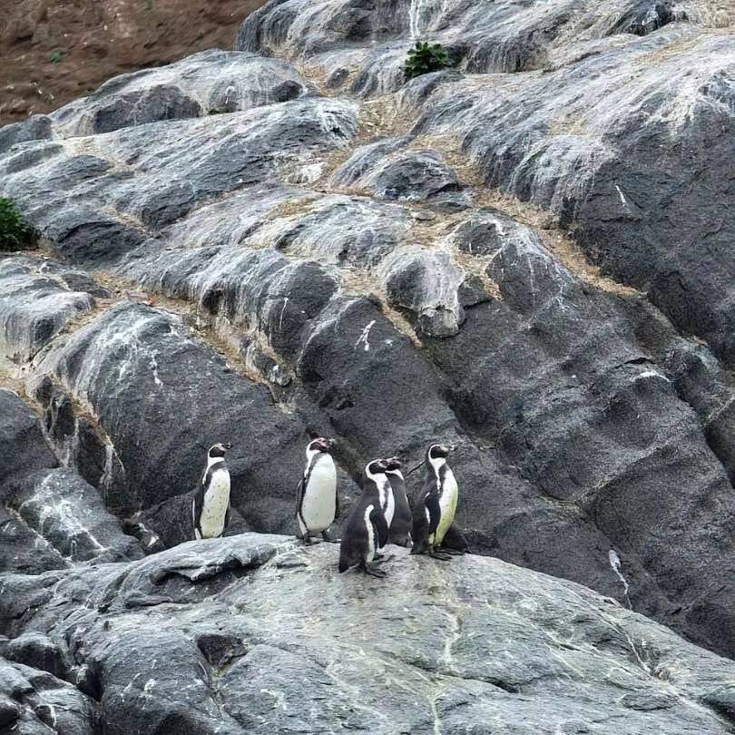 Activities Santiago Chile Penguine Spotting Zambia - Victoria Falls - Devil's Pool