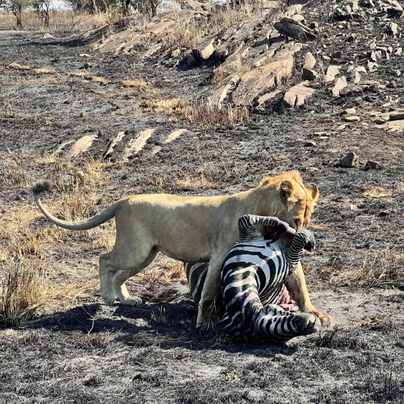Lions On safari with Nanan Travel